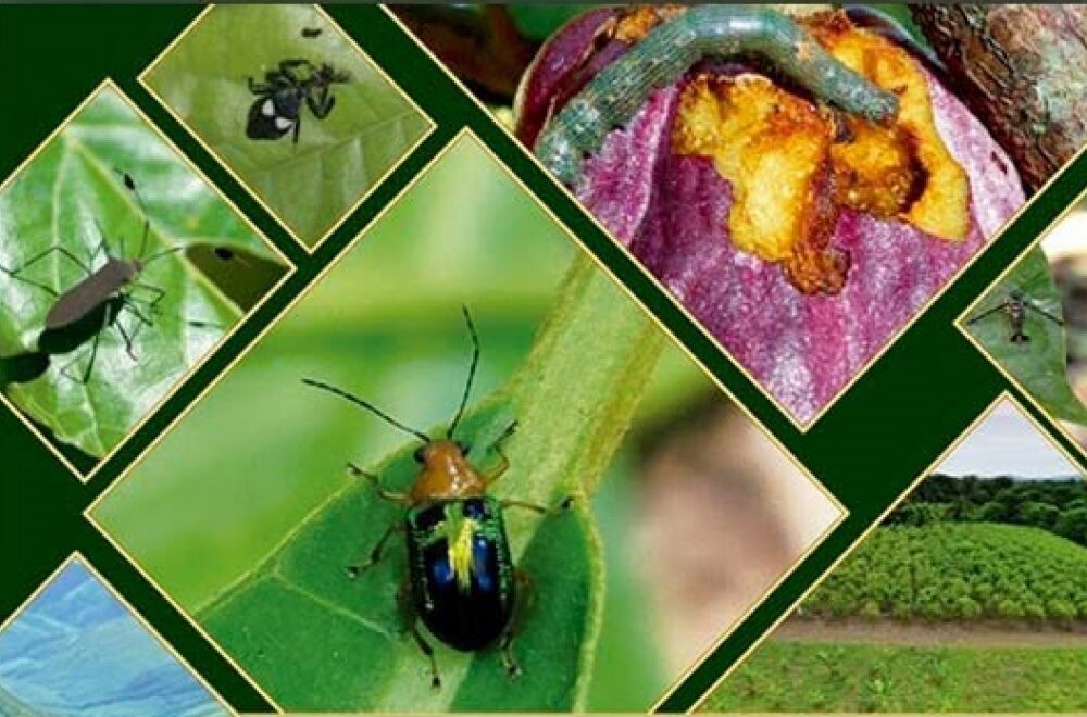 Descubrimiento de Nuevas Especies de Insectos en Cultivos de Cacao en Alto Beni