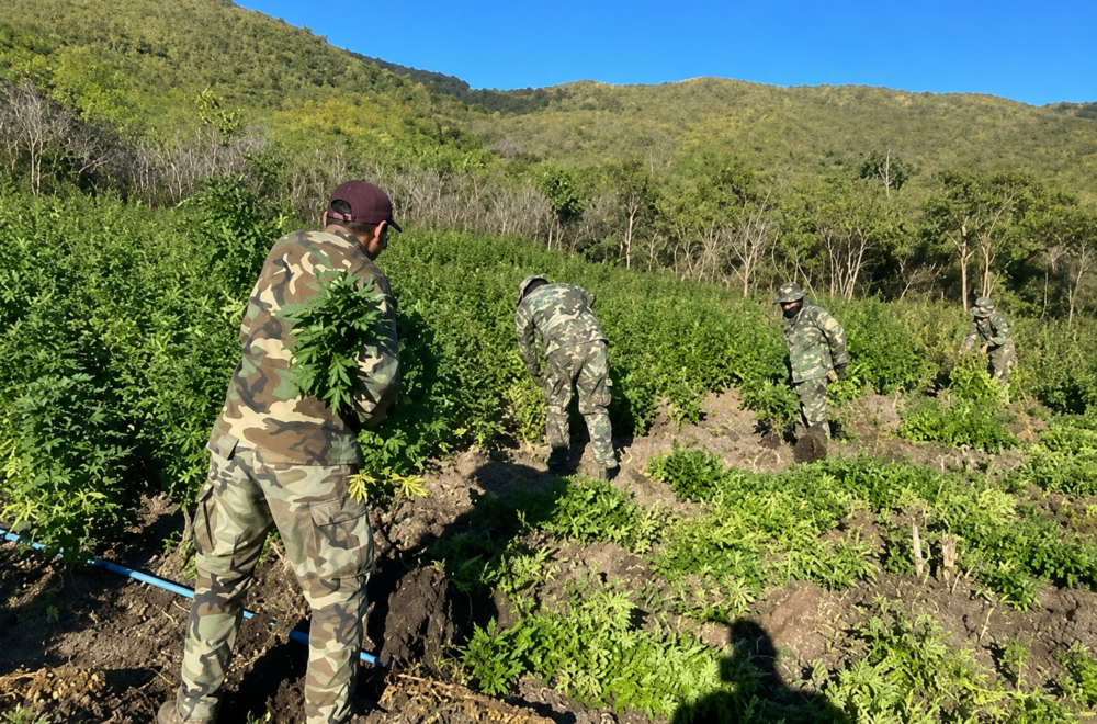 Desarticulan plantación de marihuana tras secuestro de agricultor