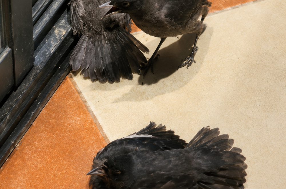 Aves causan asombro en internet al simular ser pájaros heridos en busca de alimento