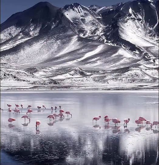 Nevadas en el suroeste de Potosí: un cambio radical en el paisaje