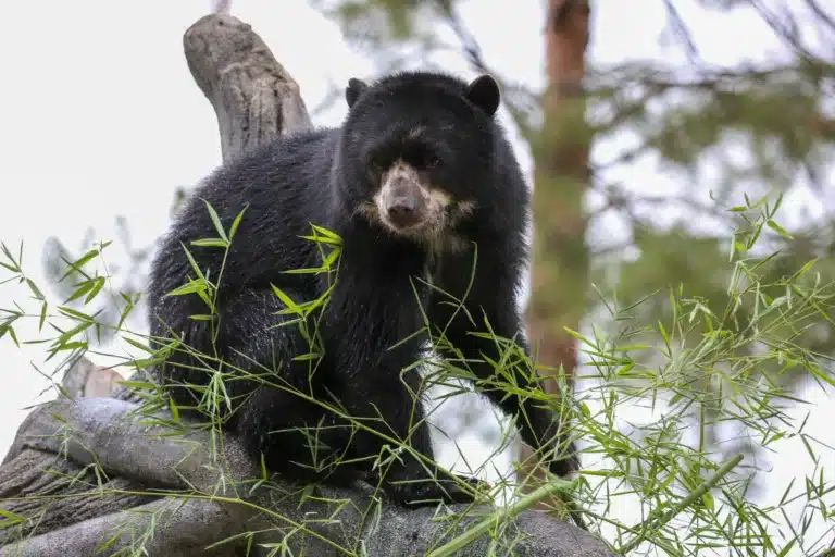 El jucumari: El único oso de Sudamérica que habita en los bosques nublados de Bolivia
