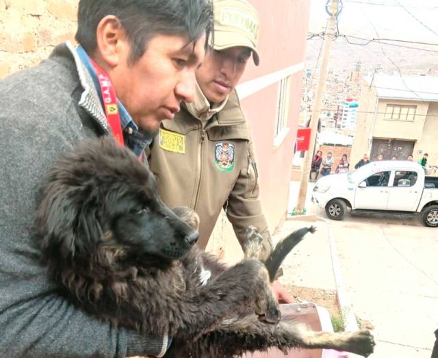 Zoonosis aclara situación de perrita rescatada en Potosí