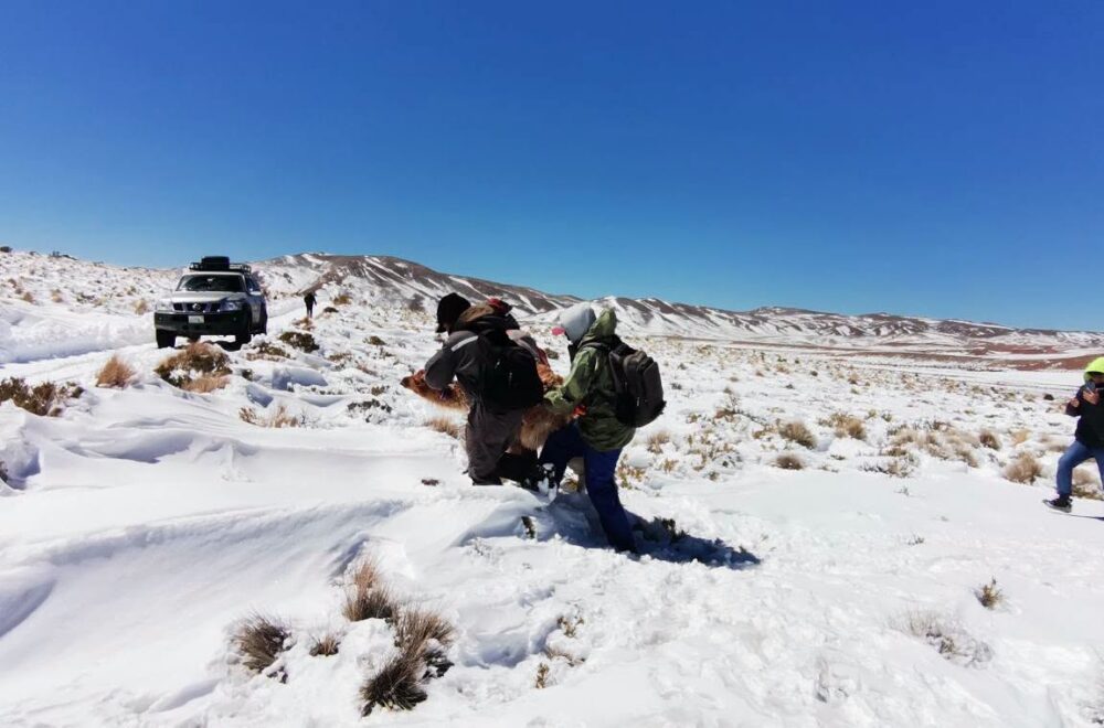 Legisladoras ayudan en el rescate de ganado afectado por nevada en Potosí