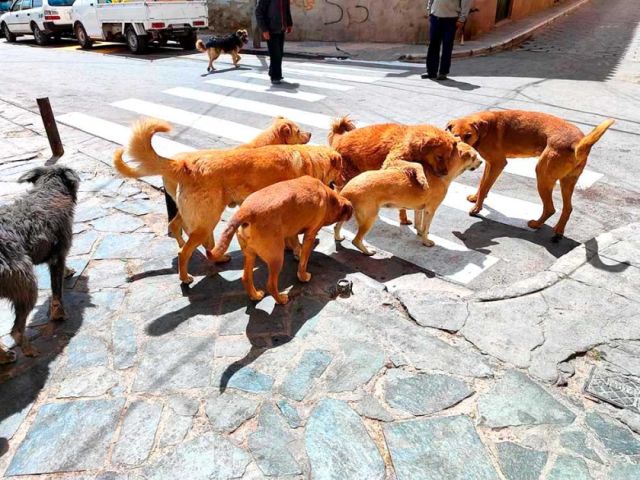 Más de mil personas han sido víctimas de mordeduras de perros en Potosí