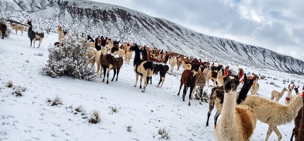 Nevadas en Uyuni afectan severamente a 16 comunidades