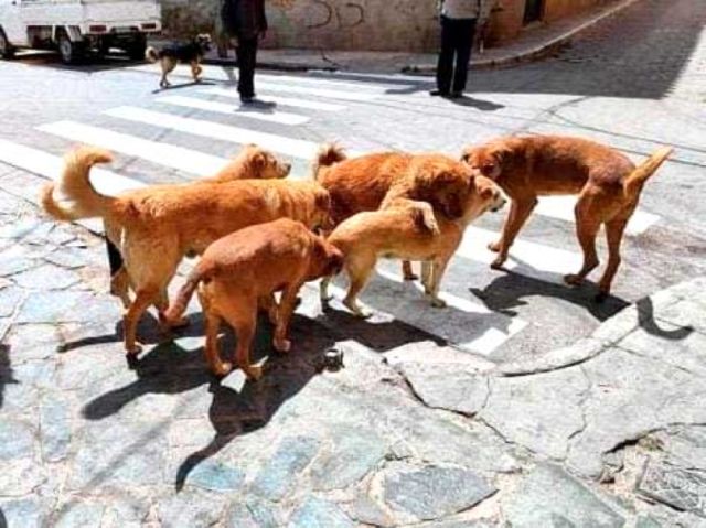 Más de mil personas mordidas por perros en Potosí en lo que va del año