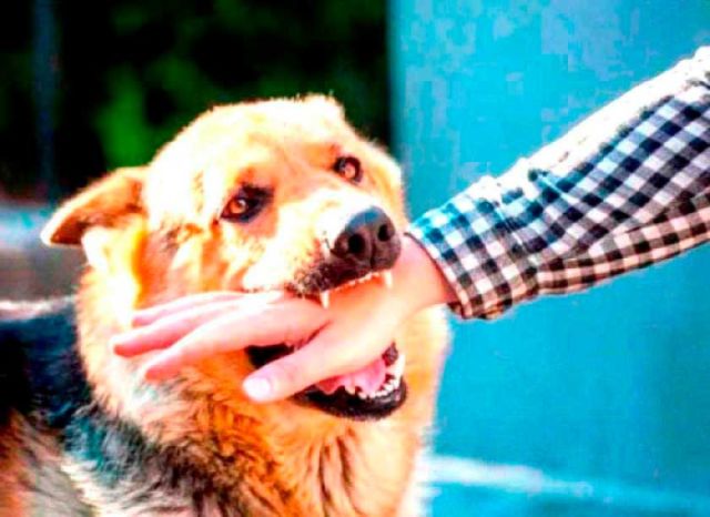 Aumento alarmante de mordeduras de perros en Potosí: 1.240 casos reportados
