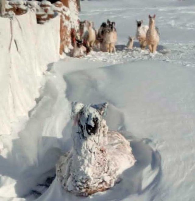 Intensa nevada provoca la muerte de más de 750 animales en Potosí