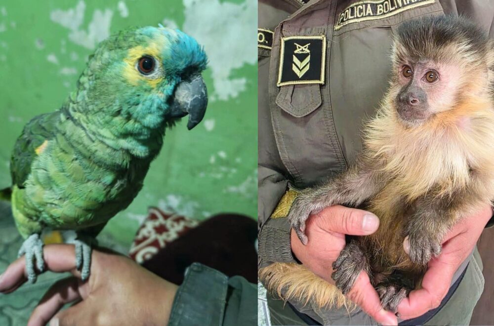Rescate de Fauna Silvestre en Potosí: Un Loro y un Mono Capuchino Salvados por POFOMA