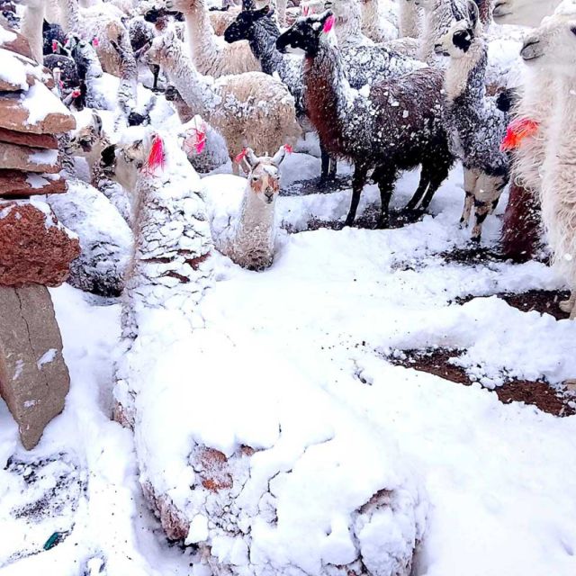 Emergencia por nieve en el sudoeste de Potosí amenaza al ganado camélido