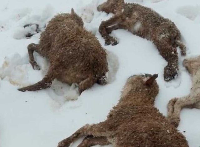 Condiciones climáticas críticas afectan a ganaderos en San Pedro de Macha