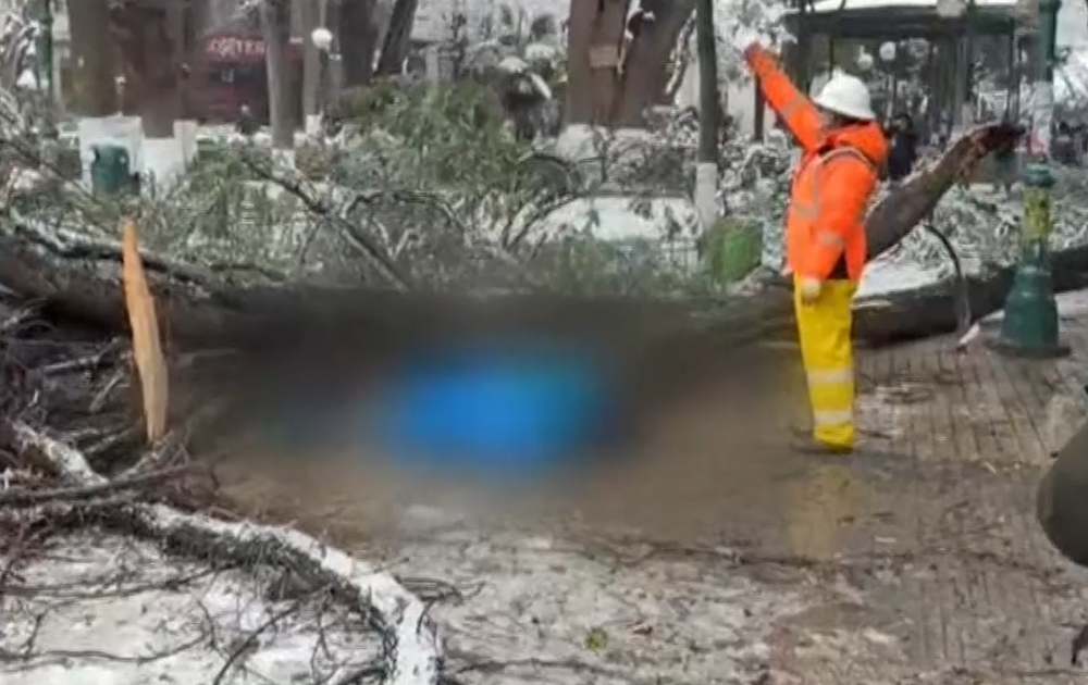 Fallece anciana tras caerle un árbol en Oruro