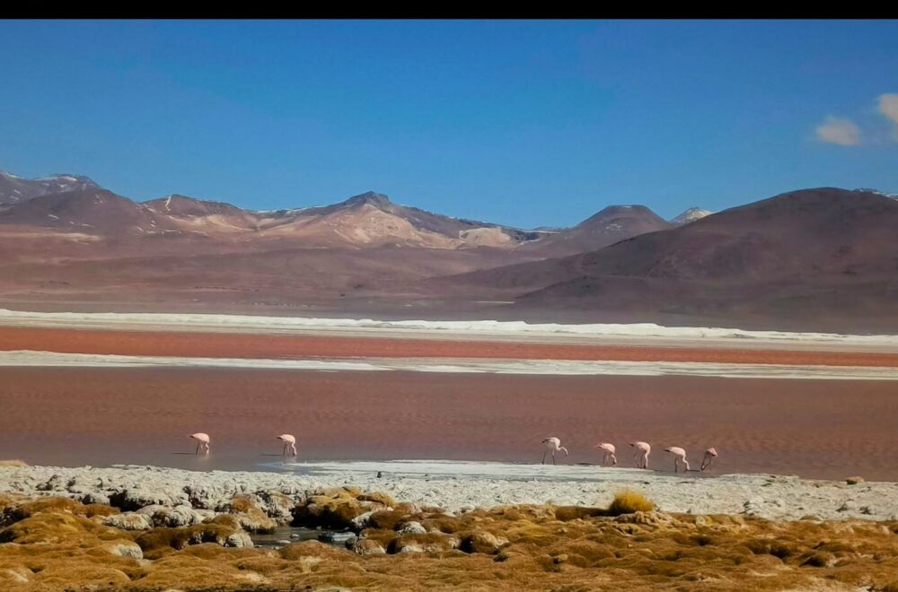 Se reabren los circuitos turísticos en la Reserva Nacional de Fauna Andina Eduardo Avaroa