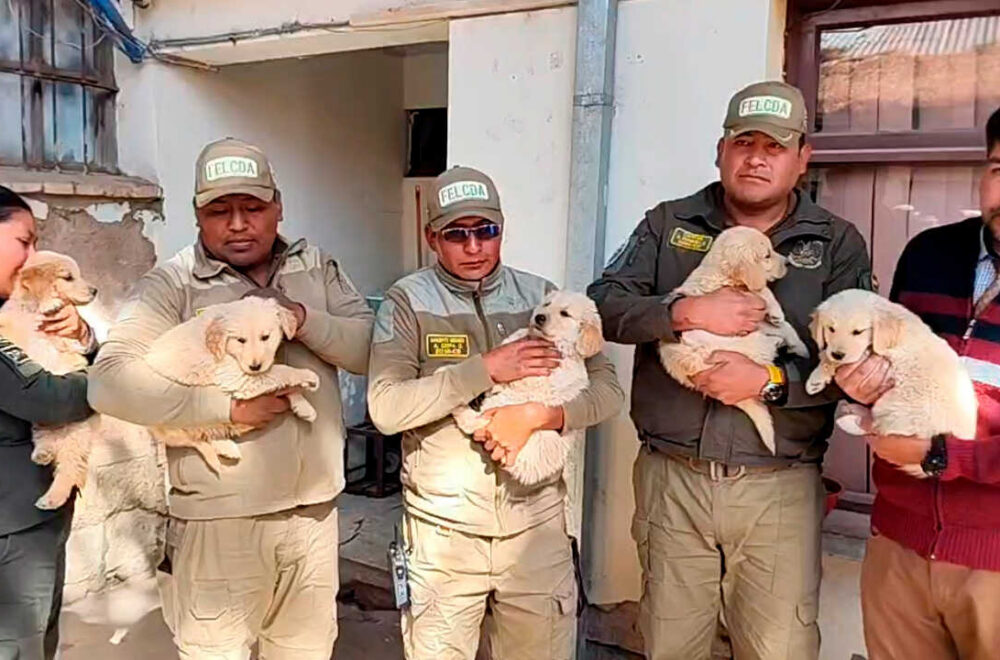Cachorros Golden Retriever rescatados en Oruro se integran a la Policía Nacional