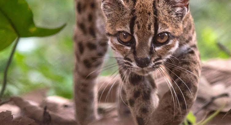 Descubren una nueva especie de gato silvestre en los Yungas: el tilcayo