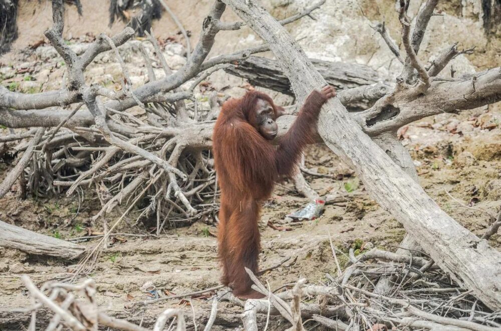 Incendios devoran el 60% del hábitat del orangután en Borneo