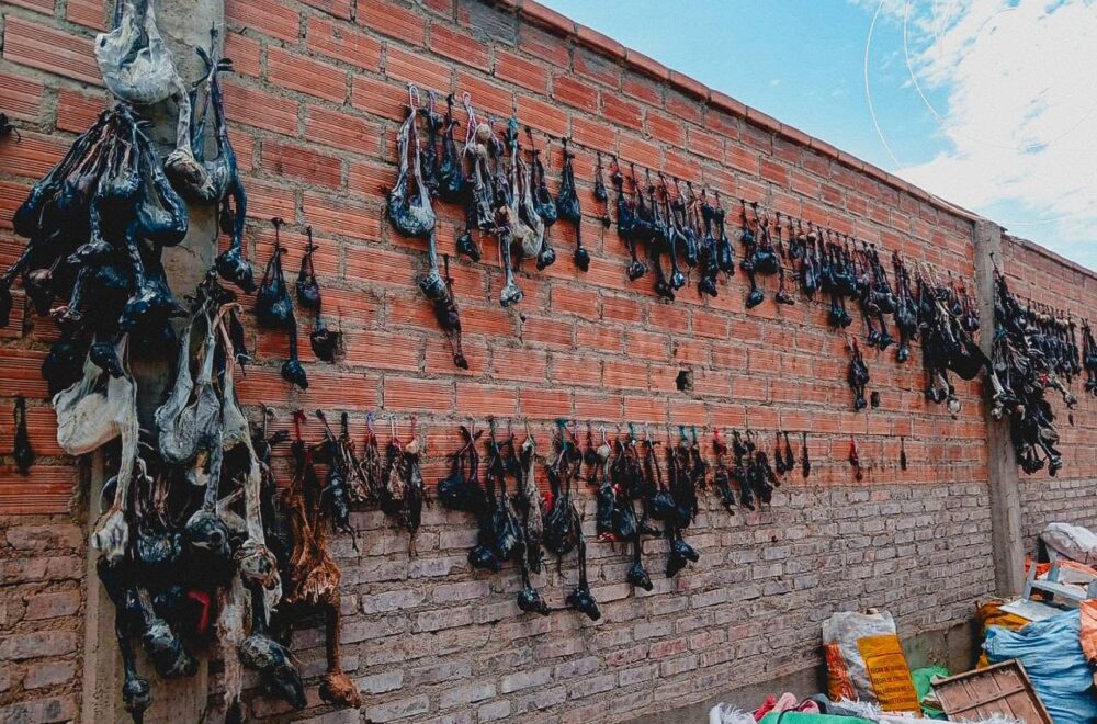 Operativo en Oruro desmantela red de tráfico de fauna silvestre
