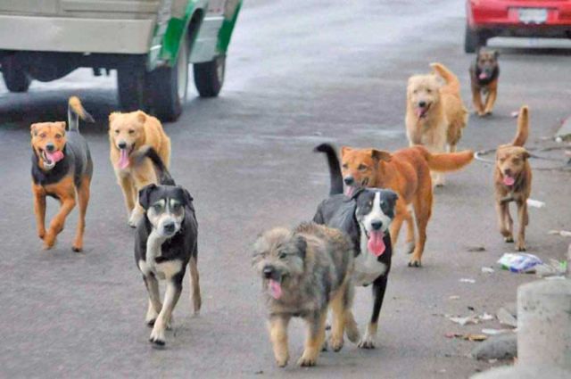 Preocupación en Potosí por perros con síntomas similares a la rabia