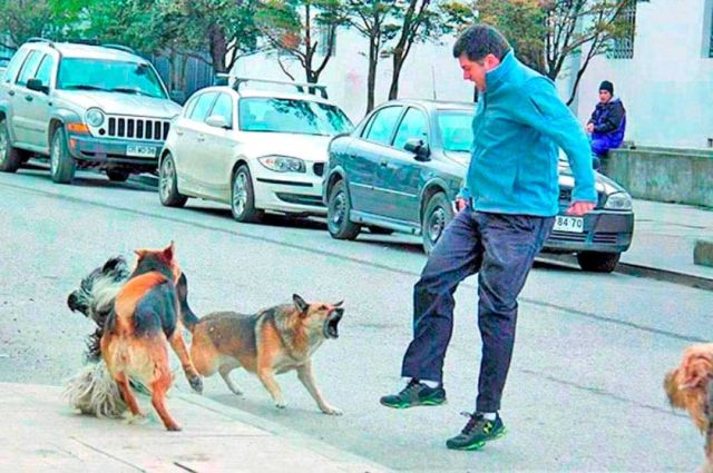 Más de 1.300 casos de mordeduras de animales en Potosí