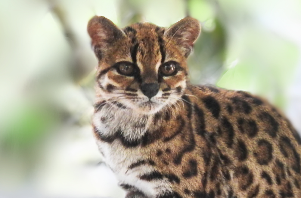 La minería de oro pone en riesgo al tilcayo, un felino recientemente descubierto en Bolivia