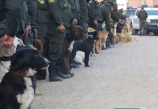 La Policía de La Paz busca hogares para siete perros entrenados