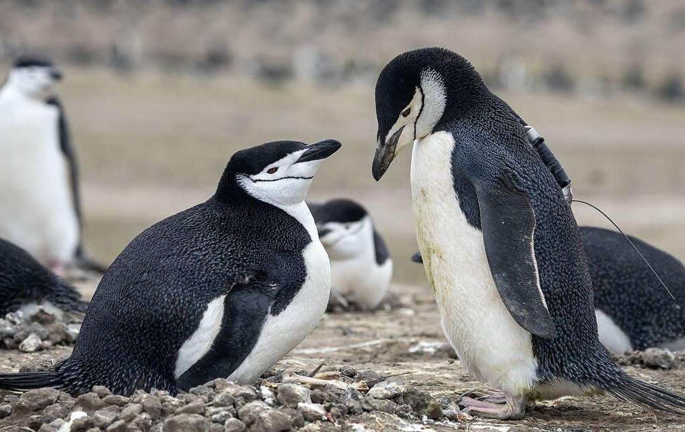 Colonia de pingüinos barbijo sufre drástico descenso poblacional