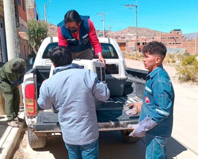 Menor de 11 años es agredido por perros pitbull en Potosí