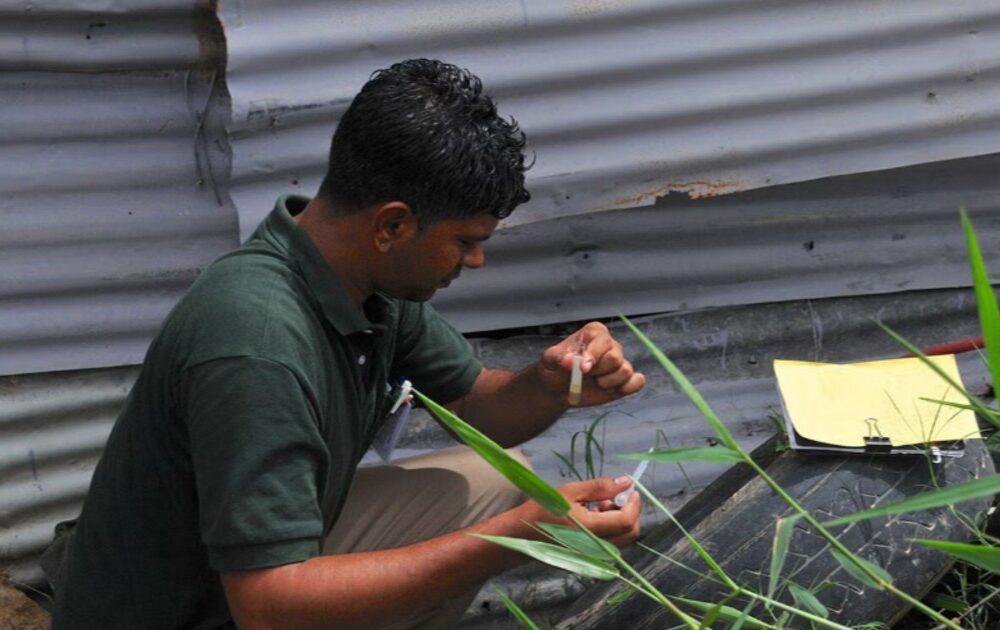 Se aprueba una nueva estrategia para combatir el dengue en las Américas