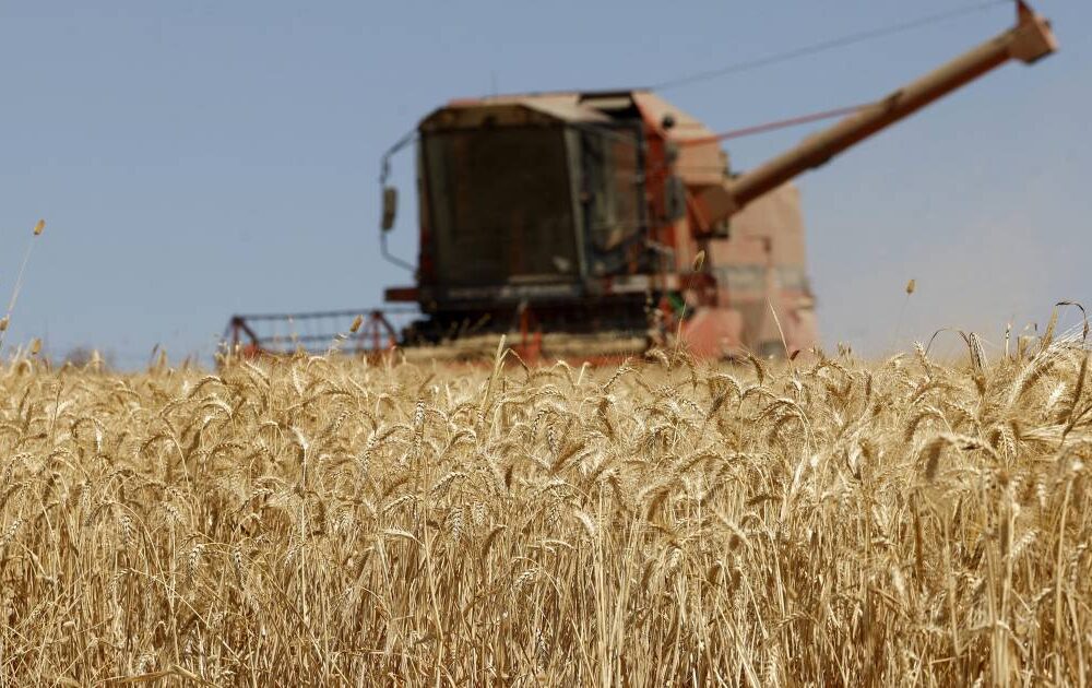 Crisis de producción de trigo: Solo un 15% de la demanda interna es cubierta