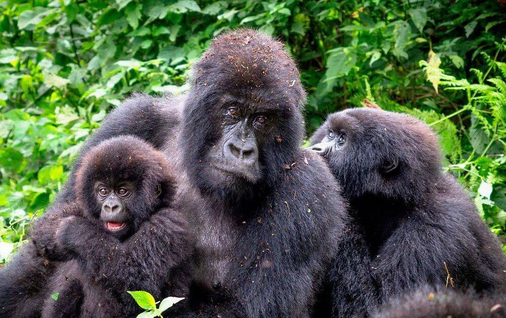 Un nuevo gorila de montaña nace en el Parque Nacional de Virunga