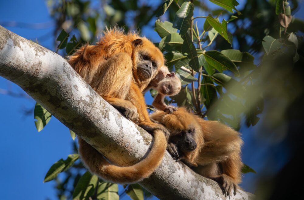 Bolivia establece 17 metas para preservar su biodiversidad