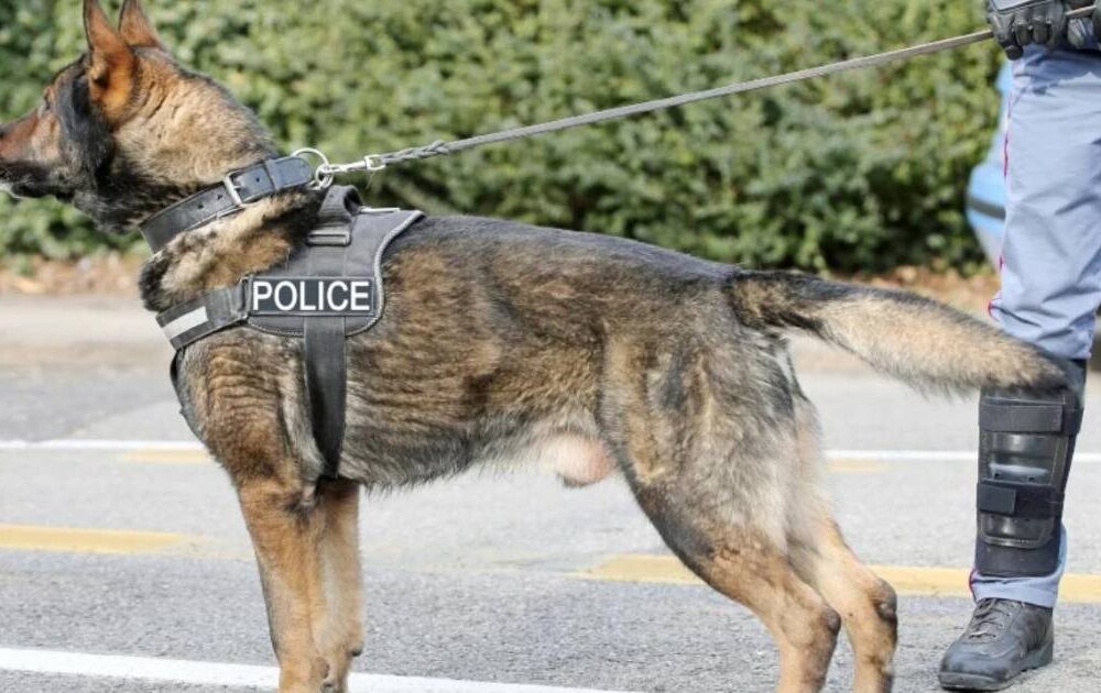 Juicio en EE.UU. por ataque de perro policial a músico mexicano